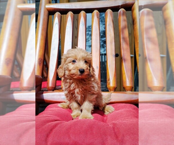 Medium Photo #3 Goldendoodle (Miniature) Puppy For Sale in HINCKLEY, MN, USA