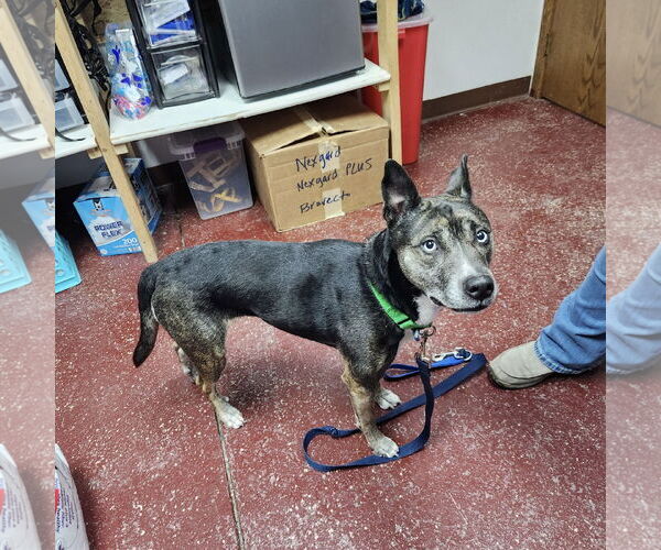 Medium Photo #2 Mutt Puppy For Sale in Fargo, ND, USA