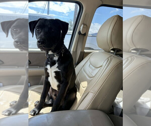 Medium Photo #2 Mutt Puppy For Sale in Candler, NC, USA