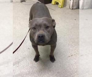 American Pit Bull Terrier-Unknown Mix Dogs for adoption in Riverside, CA, USA