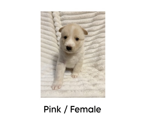 Medium Photo #5 German Shepherd Dog-Siberian Husky Mix Puppy For Sale in LANSING, MI, USA