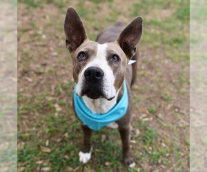 American Staffordshire Terrier Dogs for adoption in San Antonio, TX, USA