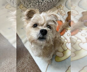 Maxwell - Male Mutt Dog for Adoption - Photo #3