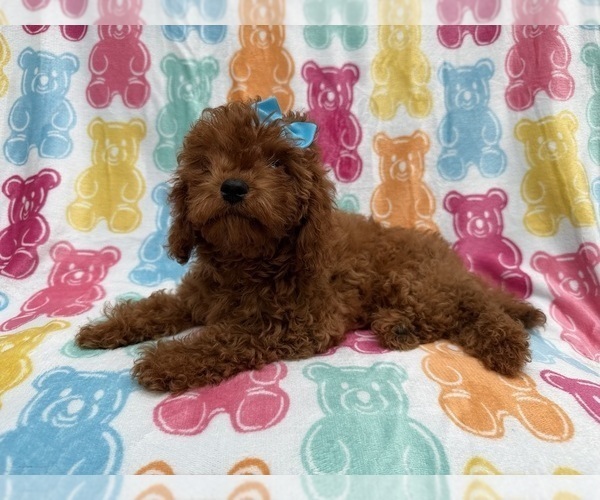 Medium Photo #2 Cavapoo (Miniature) Puppy For Sale in LAKELAND, FL, USA