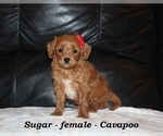 Small #1 Cavapoo