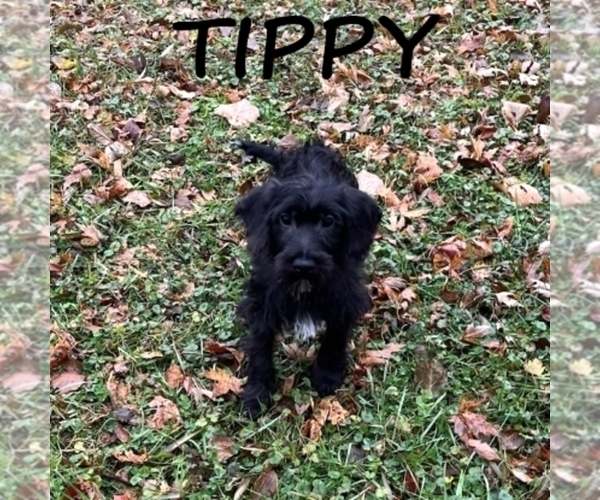 Medium Photo #2 Schnoodle (Miniature) Puppy For Sale in HARTLAND, MN, USA