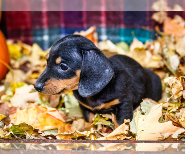 Medium Photo #45 Dachshund Puppy For Sale in WAKARUSA, IN, USA