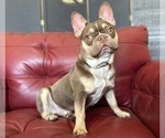 Small French Bulldog