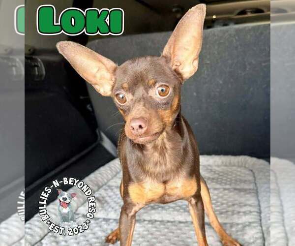 Medium Photo #2 Miniature Pinscher Puppy For Sale in Omaha, NE, USA