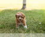 Small #1 Goldendoodle-Poodle (Miniature) Mix