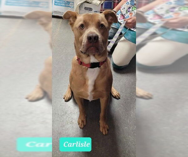 Medium Photo #4 Staffordshire Bull Terrier-Unknown Mix Puppy For Sale in Richmond, IN, USA