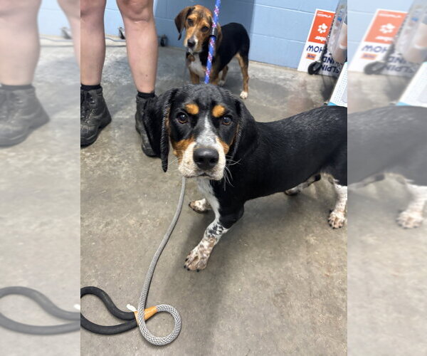 Medium Photo #1 Beagle Puppy For Sale in Evansville, IN, USA