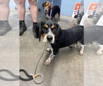 Small Beagle