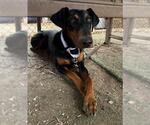 Small Doberman Pinscher