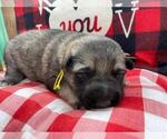 Small Photo #14 German Shepherd Dog Puppy For Sale in MARION, IL, USA