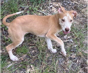 Sarah Swing ~ meet me! - Female Labrador Retriever Dog for Adoption - Photo #2