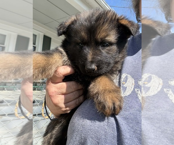 Medium Photo #14 German Shepherd Dog Puppy For Sale in NEWVILLE, PA, USA