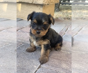 Yorkshire Terrier Puppy for sale in LAS VEGAS, NV, USA