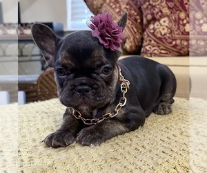 French Bulldog Puppy for sale in SNELLVILLE, GA, USA
