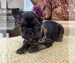 Shelby - Female French Bulldog Puppy for Sale - Small photo