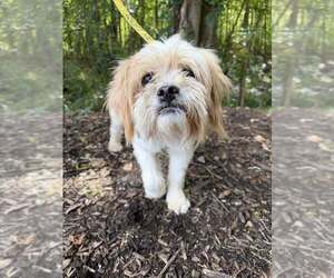 Duke (GA) - Male Mutt Dog for Adoption - Photo #12