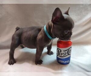 French Bulldog Puppy for sale in PORT CHARLOTTE, FL, USA