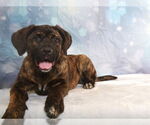 Small Bullmastiff Mix