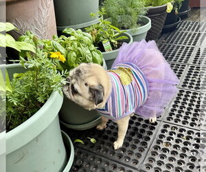 Lucy - Female Pug Dog for Adoption - Photo #4