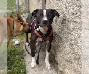 Mutt Dogs for adoption in Modesto, CA, USA