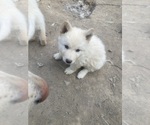 Small #2 Swiss Shepherd-Timber Wolf Mix