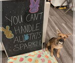 Small #7 German Shepherd Dog Mix