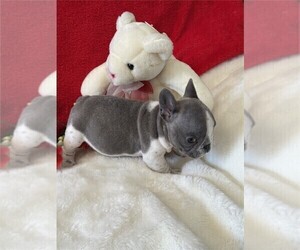 Medium French Bulldog