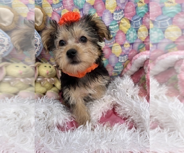 Medium Photo #3 YorkiePoo Puppy For Sale in BOLINGBROOK, IL, USA