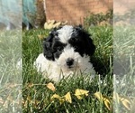 Image preview for Ad Listing. Nickname: Ivan