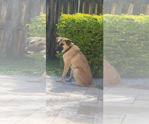 Medium Photo #3 Anatolian Shepherd Puppy For Sale in Pompano Beach , FL, USA