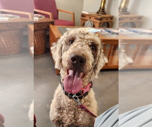 Labradoodle Dogs for adoption in Clinton, OK, USA