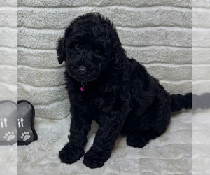 Goldendoodle Puppy for sale in AUBURN, IN, USA