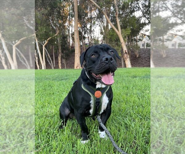 Medium Photo #8 American Staffordshire Terrier-Unknown Mix Puppy For Sale in Lake Forest, CA, USA