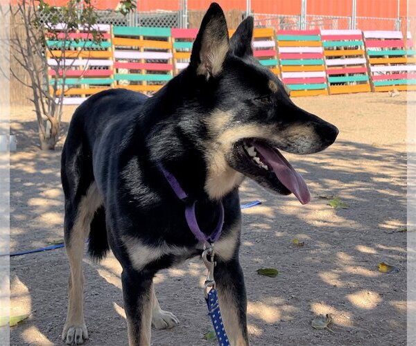 Medium Photo #13 Australian Kelpie Puppy For Sale in Apple Valley, CA, USA