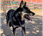 Small #12 Australian Kelpie