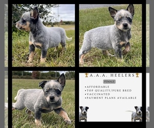 Australian Cattle Dog Puppy for sale in ZOLFO SPRINGS, FL, USA