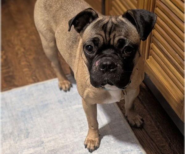 Medium Photo #16 Pug-Unknown Mix Puppy For Sale in Brooklyn Center, MN, USA