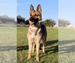 Small #6 German Shepherd Dog