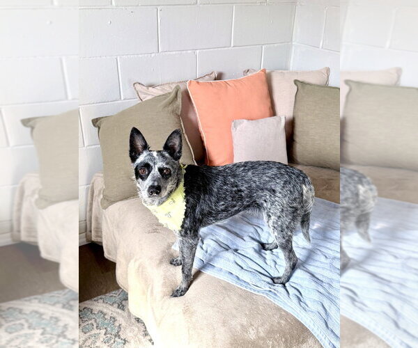 Medium Photo #4 Mutt Puppy For Sale in San Leon, TX, USA