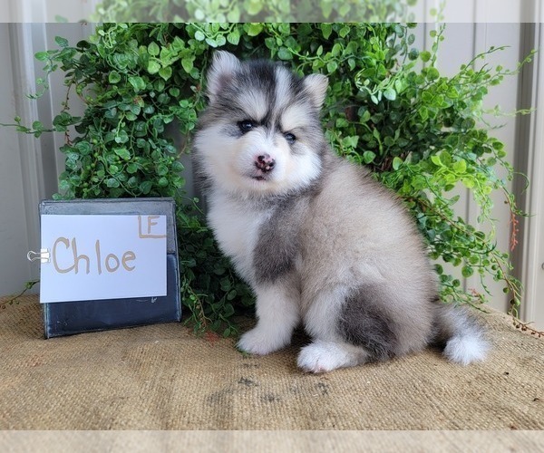Medium Photo #3 Pomsky Puppy For Sale in BELLEVUE, IA, USA