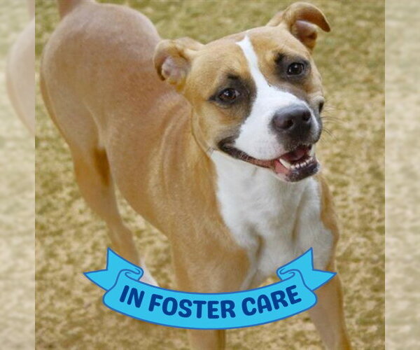 Medium Photo #2 Boxer-Unknown Mix Puppy For Sale in Tallahassee, FL, USA