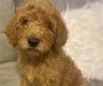 Small Goldendoodle