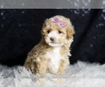 Small #1 Maltipoo
