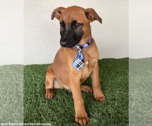 Medium Photo #2 Mutt Puppy For Sale in San Diego, CA, USA