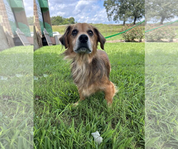 Medium Photo #5 Dachshund Puppy For Sale in Pacolet, SC, USA